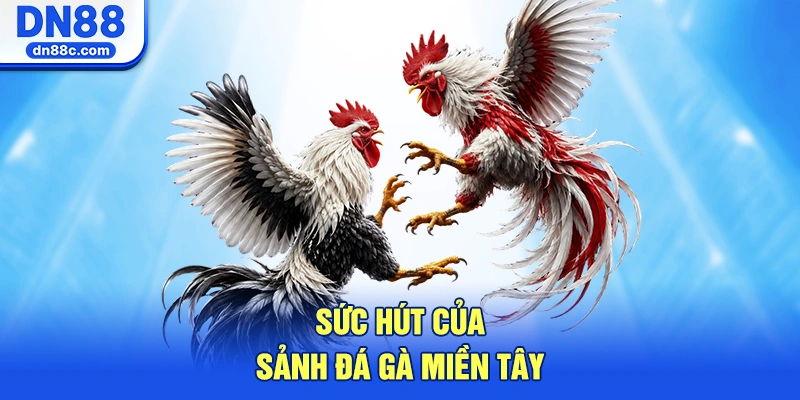 Bản Sắc Và Sức Hút Của Sảnh Đá Gà Miền Tây